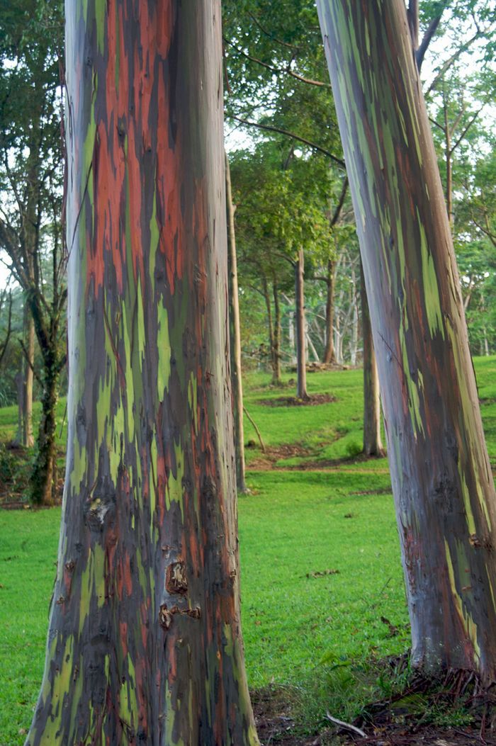Rainbow Eucalyptus (7 pics)