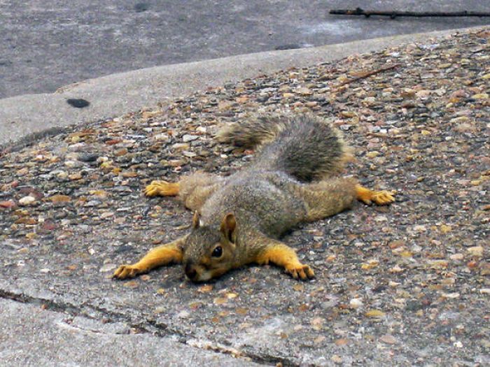 Squirrels are Lazy (17 pics)