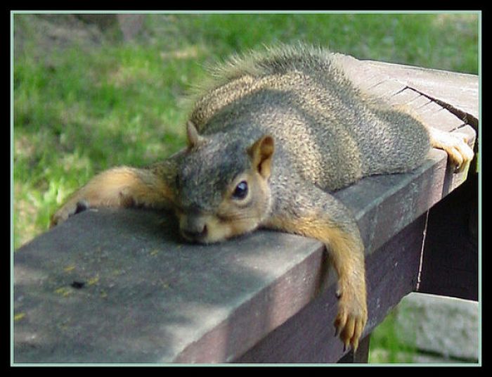 Squirrels are Lazy (17 pics)