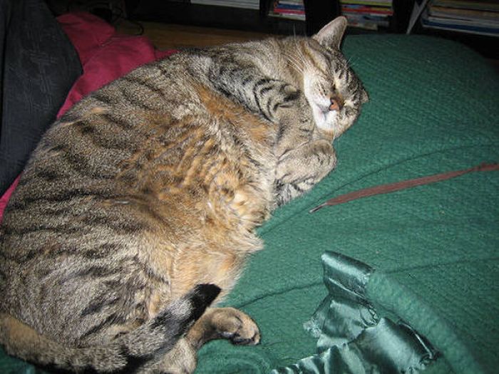 Fat Cats (62 pics)