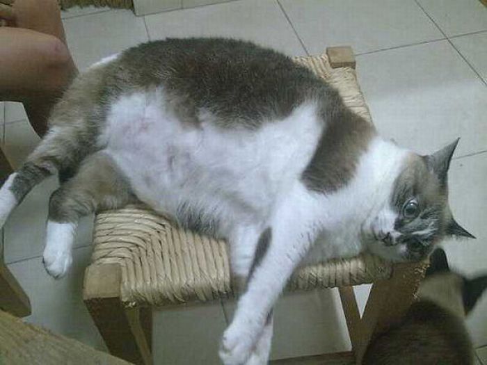 Fat Cats (62 pics)