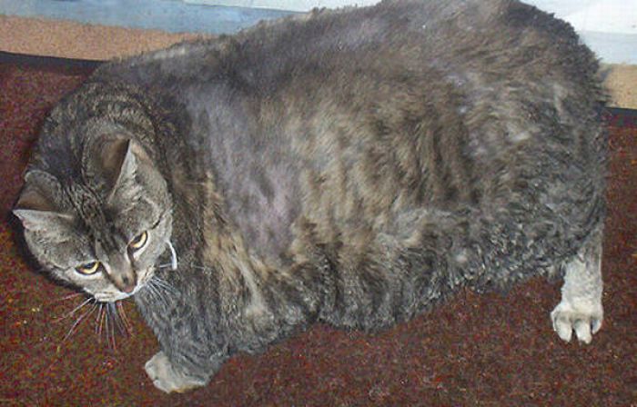 Fat Cats (62 pics)