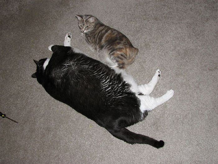 Fat Cats (62 pics)