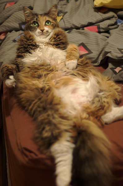 Fat Cats (62 pics)