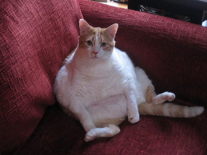 Fat Cats (62 pics)