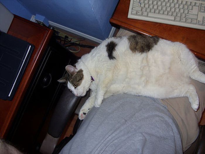 Fat Cats (62 pics)