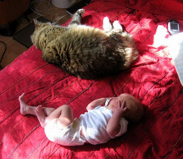 Fat Cats (62 pics)