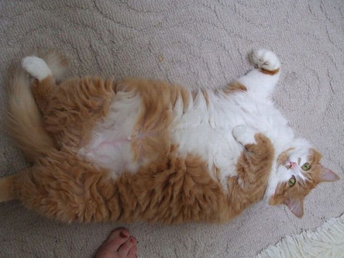 Fat Cats (62 pics)