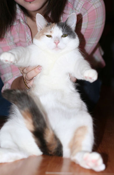 Fat Cats (62 pics)