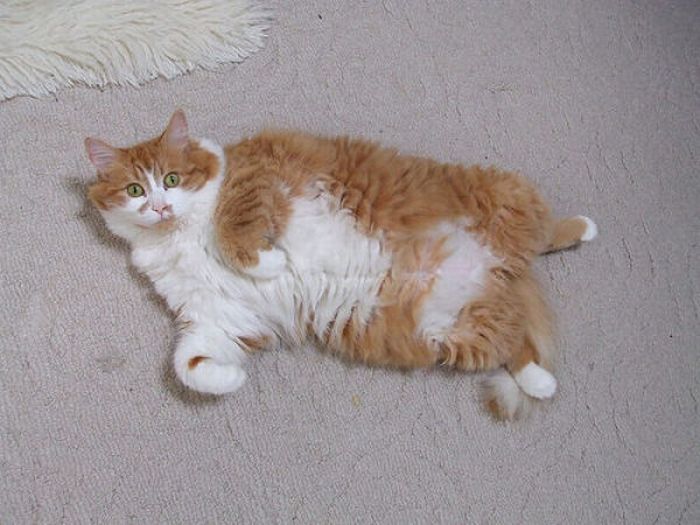 Fat Cats (62 pics)