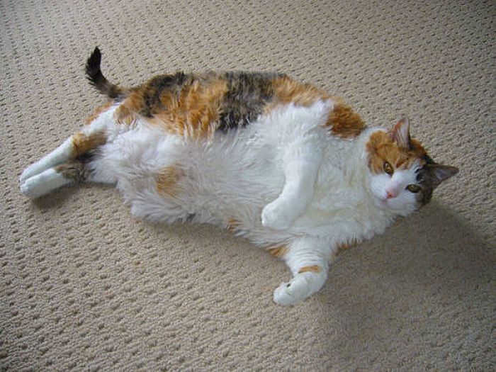 Fat Cats (62 pics)