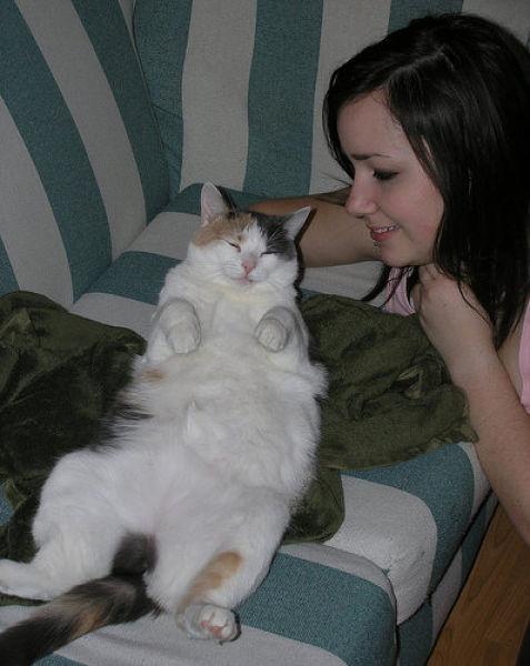 Fat Cats (62 pics)