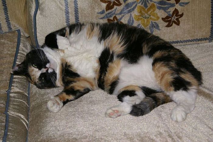 Fat Cats (62 pics)