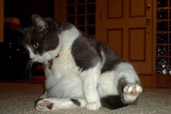 Fat Cats (62 pics)