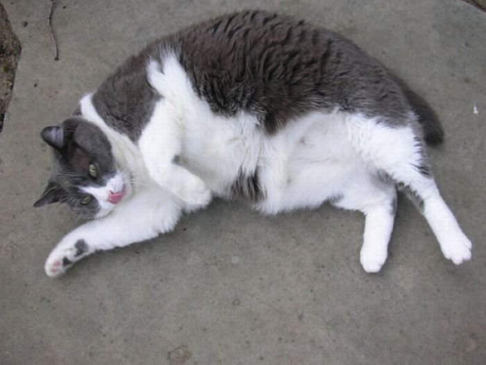 Fat Cats (62 pics)