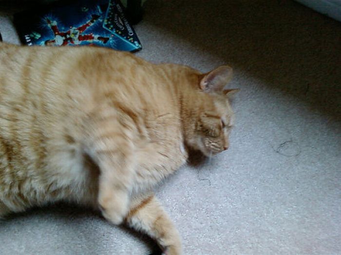 Fat Cats (62 pics)