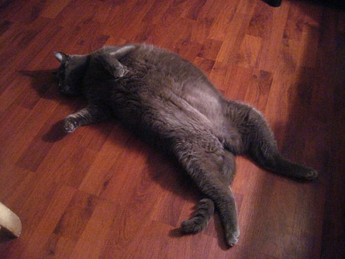 Fat Cats (62 pics)