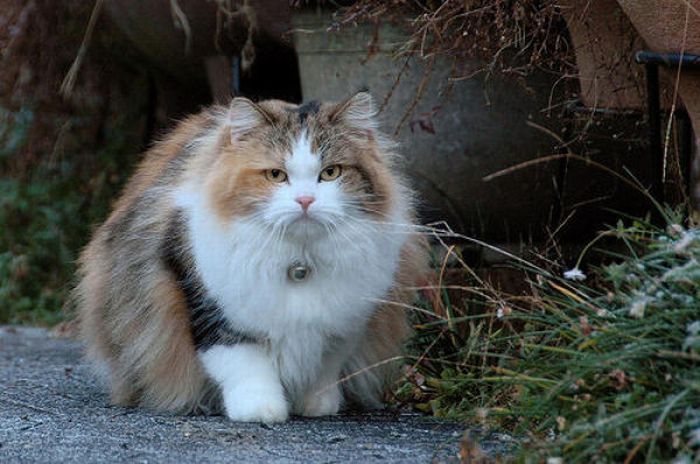 Fat Cats (62 pics)