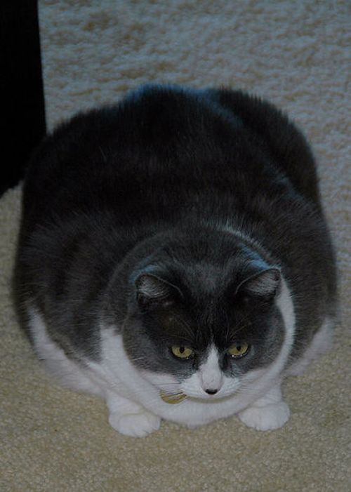 Fat Cats (62 pics)