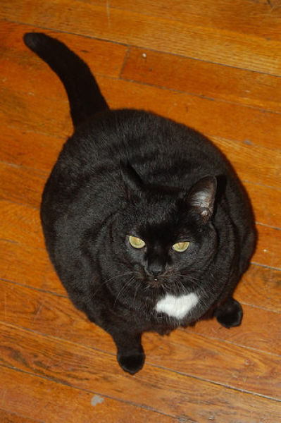 Fat Cats (62 pics)