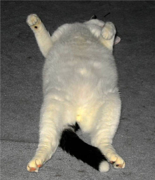 Fat Cats (62 pics)