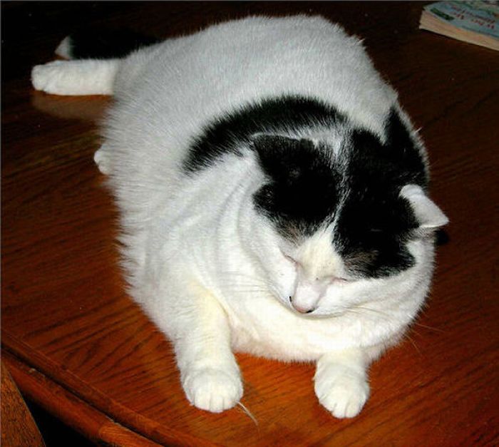 Fat Cats (62 pics)