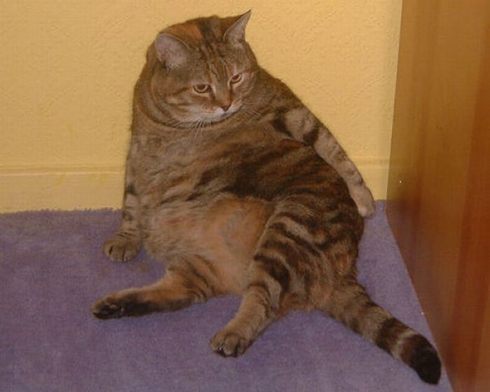 Fat Cats (62 pics)