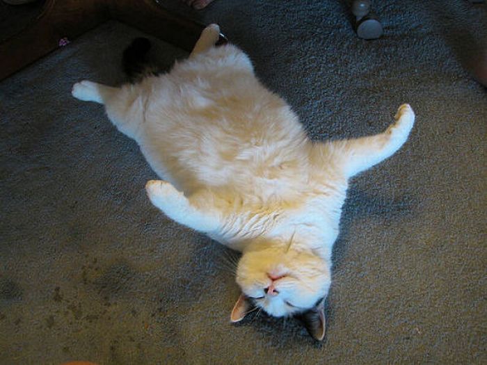 Fat Cats (62 pics)