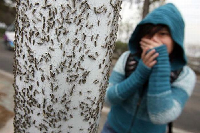 When Insects Attack (27 pics)