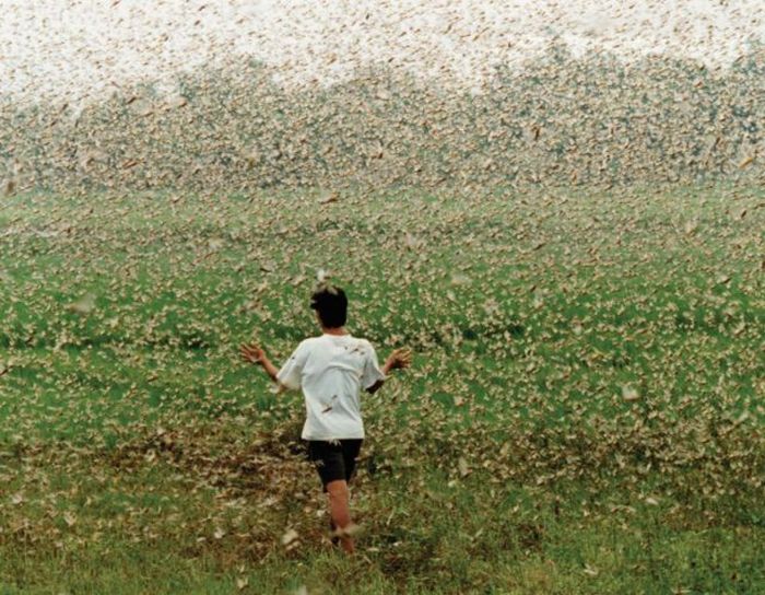 When Insects Attack (27 pics)
