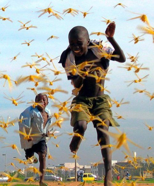 When Insects Attack (27 pics)