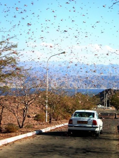 When Insects Attack (27 pics)