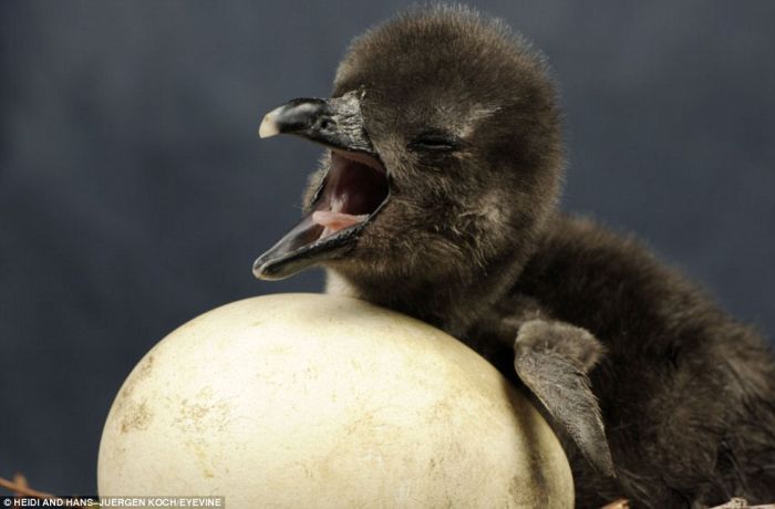 First Moments of Life (12 pics)