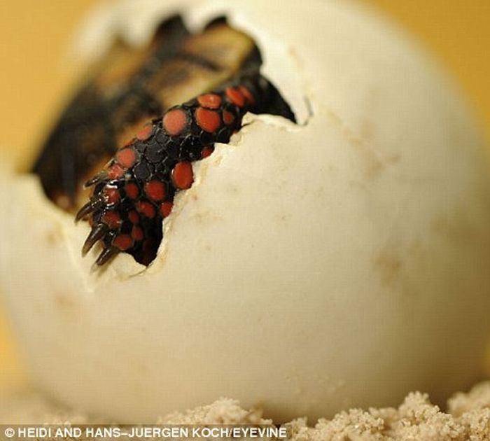First Moments of Life (12 pics)