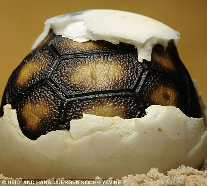 First Moments of Life (12 pics)