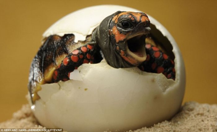 First Moments of Life (12 pics)