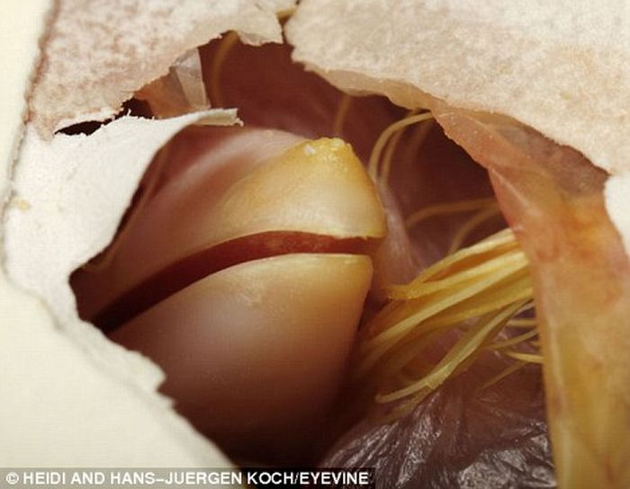 First Moments of Life (12 pics)