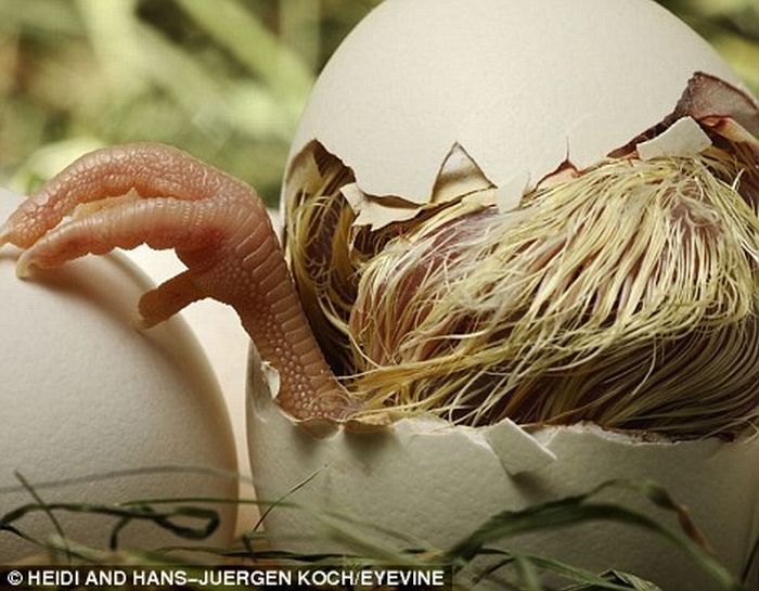 First Moments of Life (12 pics)