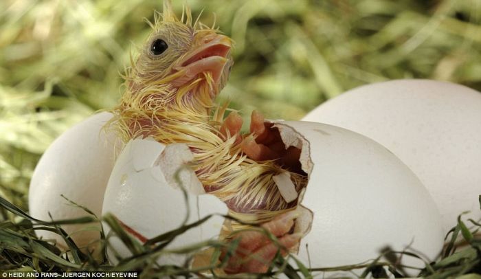 First Moments of Life (12 pics)