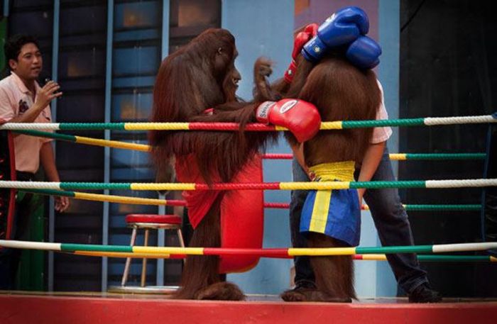 Kickboxing Orangutans in Thailand (14 pics)