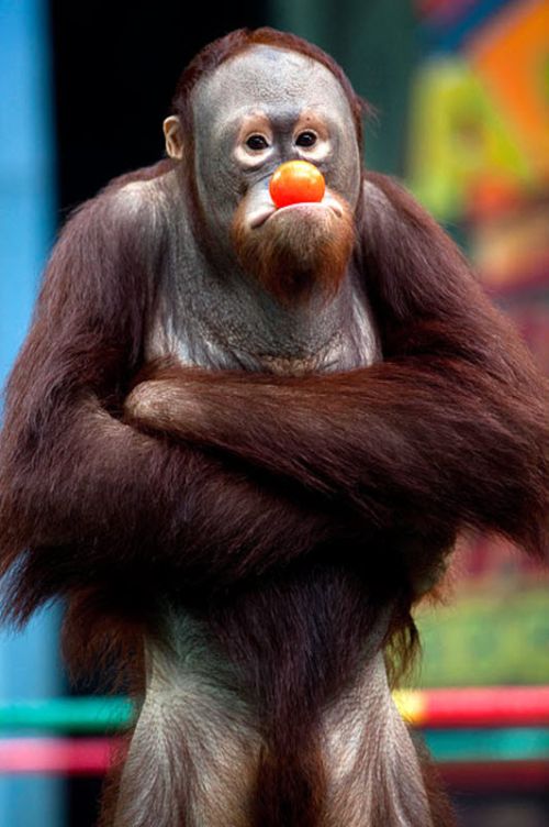 Kickboxing Orangutans in Thailand (14 pics)