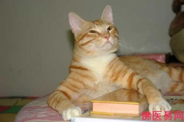 Reading Cat (14 pics)
