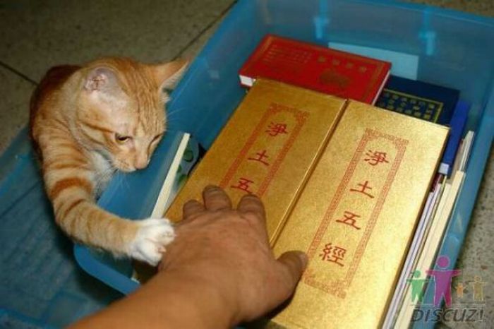 Reading Cat (14 pics)