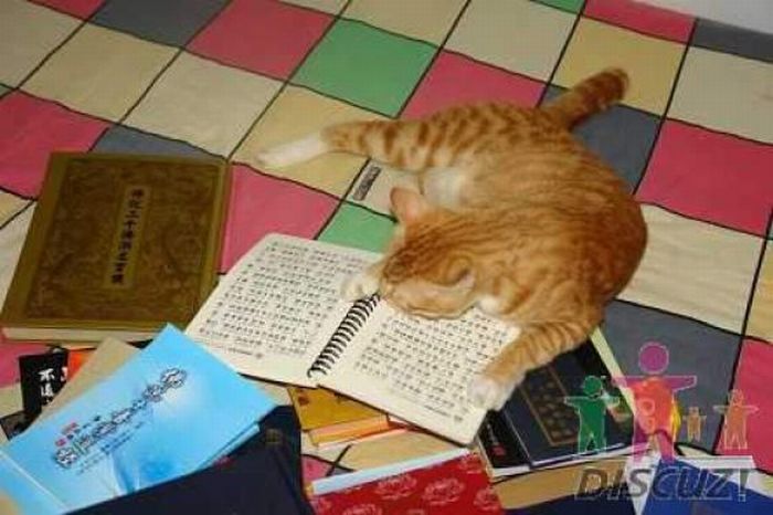 Reading Cat (14 pics)