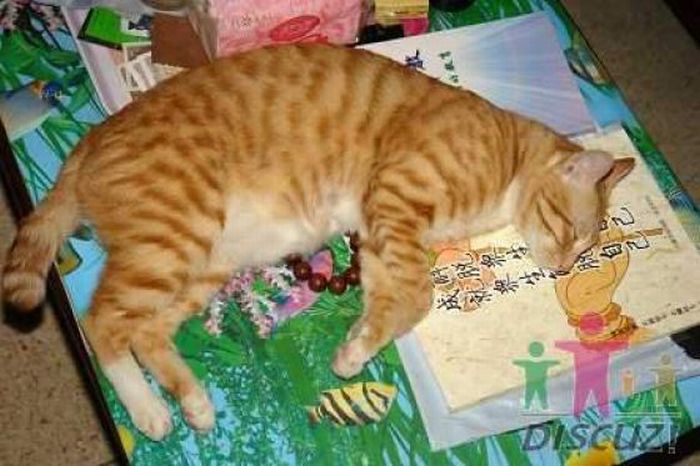 Reading Cat (14 pics)