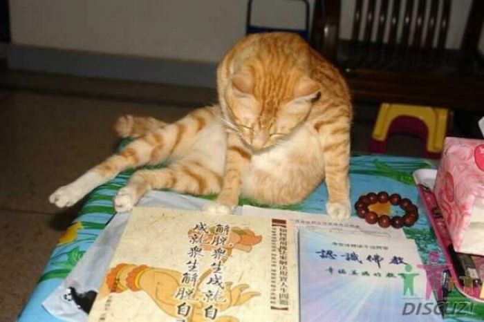 Reading Cat (14 pics)