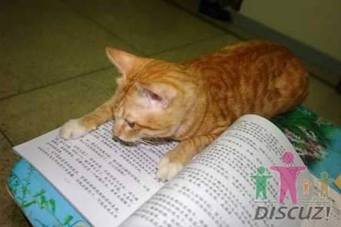 Reading Cat (14 pics)