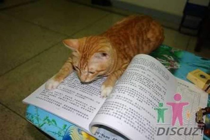 Reading Cat (14 pics)