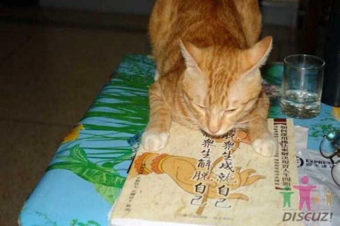 Reading Cat (14 pics)