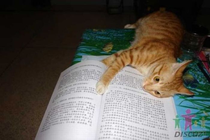 Reading Cat (14 pics)